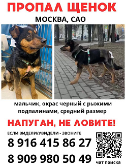 Пропала собака  САО Бескудниковский  Бескудниковский бульвар 12  Сигнал  .26 06:00 улица 800-летия Москвы 22 к2   Щенок, среднего размера, коричневые/рыжие лапки, мордочка и грудка, кобель. Был в красной шлейке и с зелёным поводком.    Нуждается в медицинской помощи!  ПУГЛИВЫЙ, НЕ ЛОВИТЕ И НЕ ЗОВИТЕ!  вытащить застрявшую машину не указано